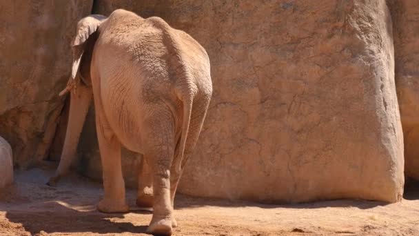 Groupe d'éléphants du désert par une chaude journée d'été, ultra hd 4k, en temps réel 