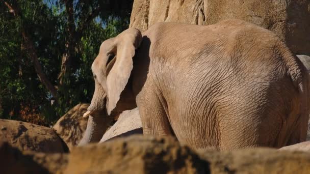 Grupp av öken elefanter på en varm sommardag, ultra hd 4k, realtid — Stockvideo