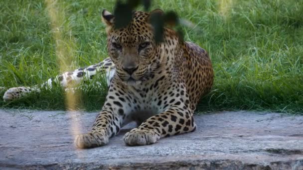 Dangereous exotic cheetah in captivity relaxing in sunshine — Stock Video