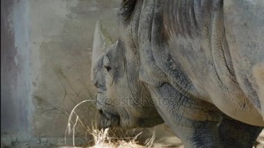 Beyaz bir suuny günde 4 k ultra çim yeme gergedan hd