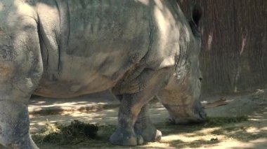 Beyaz bir suuny günde 4 k ultra çim yeme gergedan hd