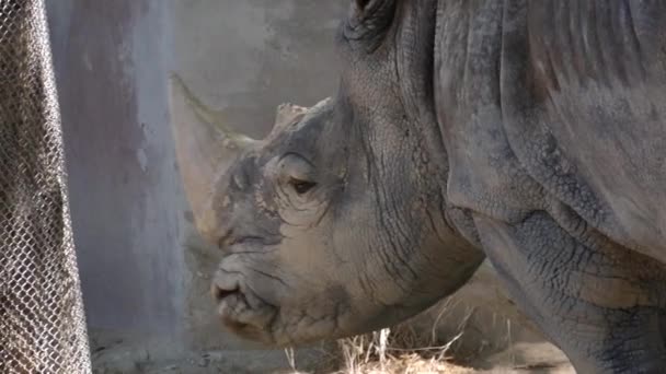 White Rhinoceros Eating Grass Suuny Day Ultra — Stock Video