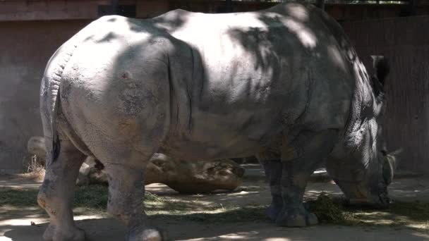Rhinocéros Blanc Mangeant Herbe Dans Une Journée Suuny Ultra — Video