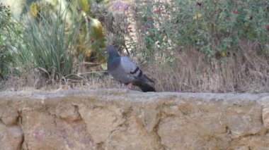 Barcelona, İspanya - Mayıs 2017 yaklaşık: A Parc Guell, kentin önemli turistik mekanlara, gerçek zamanlı, Barselona, İspanya, birini vurdu.