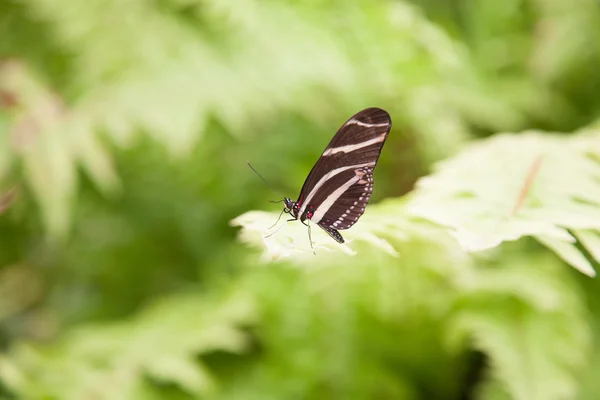 Hermosa mariposa Heliconius charitonius en hoja verde — Foto de Stock