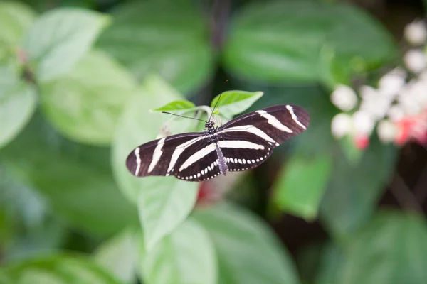 Heliconius charitonius pillangó zöld levél — Stock Fotó