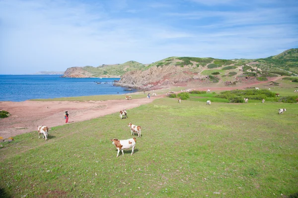 Vaches et touristes à côté de la mer — Photo