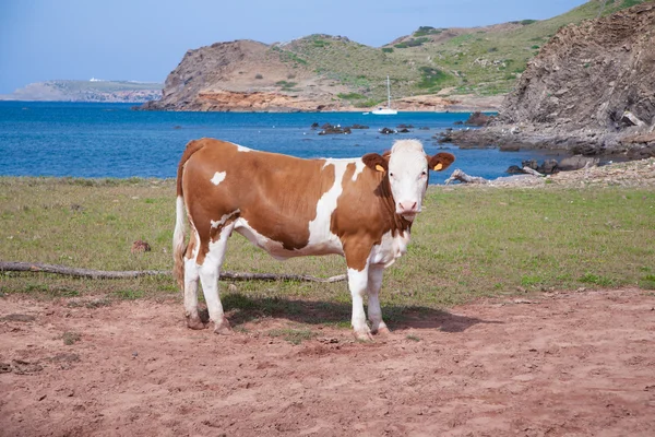 Brown and white cow looking next to sea — Stock Photo, Image