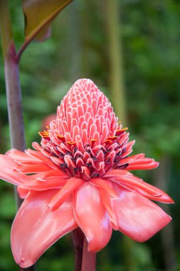 kırmızı pembe meşale zencefil çiçek