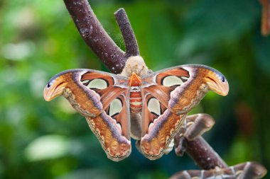 Attacus Atlas güve kelebek dalında