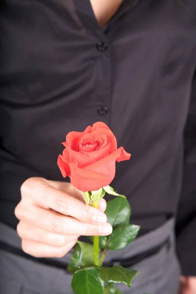 Red rose and black shirt background — Stock Photo, Image