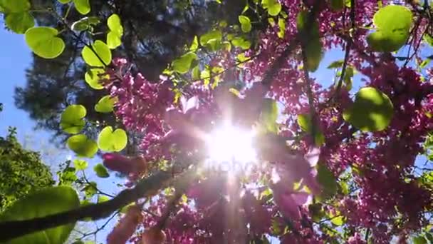 나무에 핑크색 꽃을 통해 태양 — 비디오