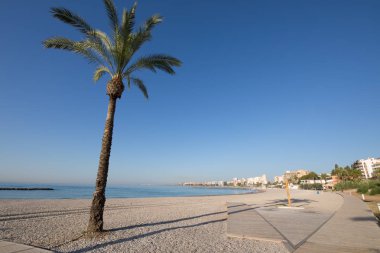 palmiye ağacı ve ahşap tahta Benicassim beach