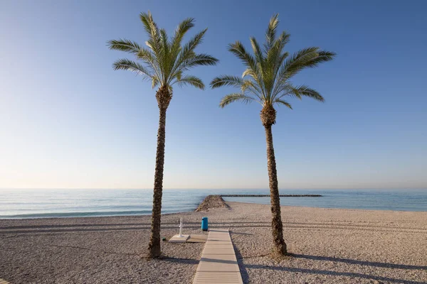 两个棕榈树在沙滩取景海洋 — 图库照片