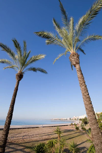 Twee palmbomen in strand van Benicassim — Stockfoto