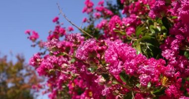 Pembe çiçek ve meyve ağacının dalını