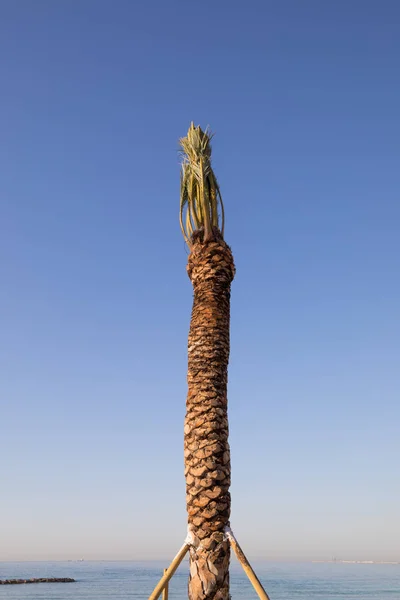 Detalj av nymalen planterade Palm — Stockfoto