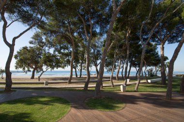 çam ağaçları ile sonraki Benicassim Beach park.