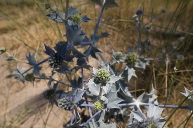 yaprak üzerinde dikenleri ile bitki