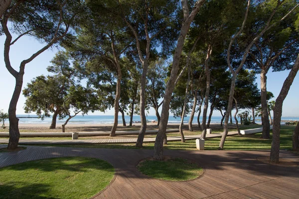 Park med pinjeträd nästa till stranden i Benicassim — Stockfoto