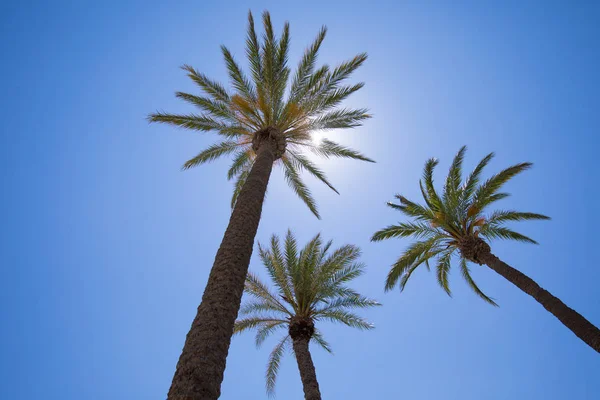Drie palmbomen tegen de zon in de blauwe hemel — Stockfoto