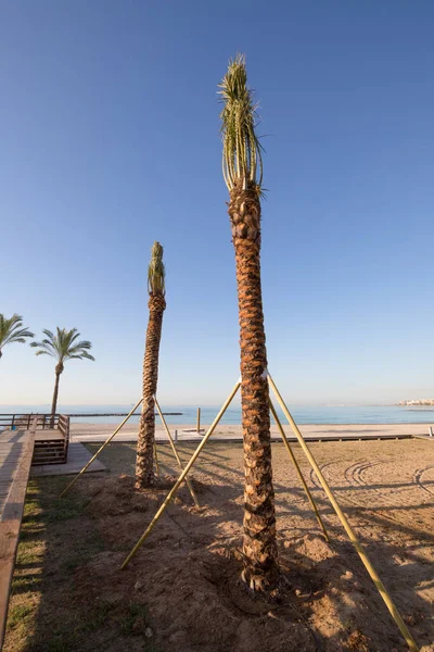 Duas palmeiras recém-plantadas na praia de Benicassim — Fotografia de Stock