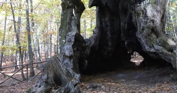 Dedesi bilinen antik kestane ağacı — Stok video