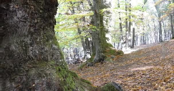 Stora kastanjeträden i höst — Stockvideo