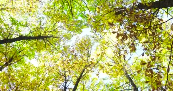 Takken van kastanje bomen in de herfst — Stockvideo