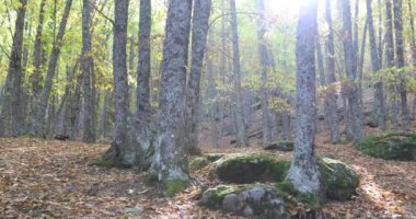 kayalar sonbahar ormanda yosun ile