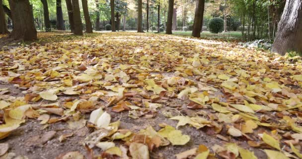 Manteau de feuilles avec écureuil dans le parc en automne — Video