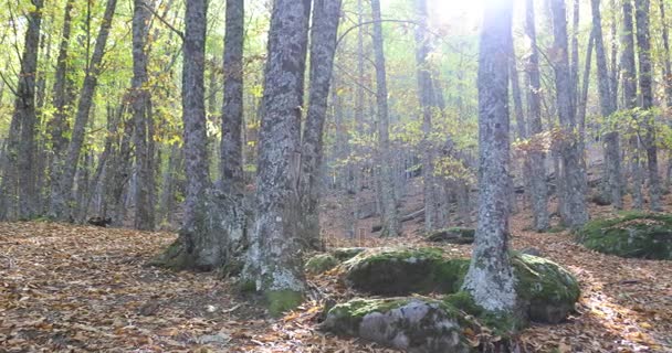 Rochas com musgo na floresta no outono — Vídeo de Stock