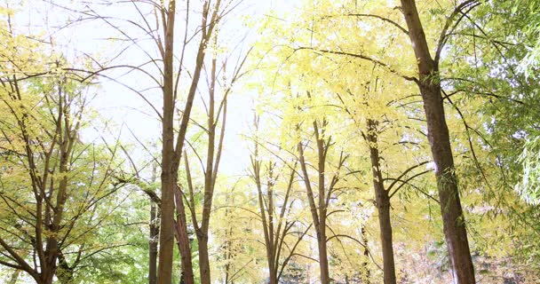 Наклон от ветвей к парку осенью — стоковое видео