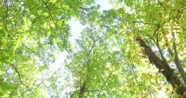 marche à travers les branches de châtaigniers en automne 
