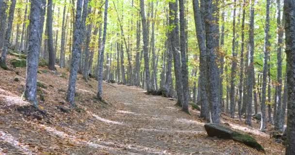 Caminhando pela floresta no outono — Vídeo de Stock