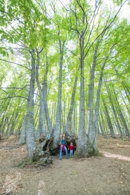 Anne ve çocuk bir grup kestane ağaçları altında