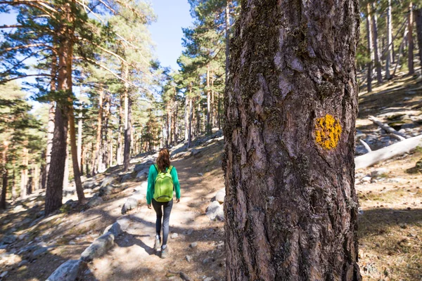 Sinal pintado na árvore para guiar o caminho para os caminhantes em um tapete da floresta — Fotografia de Stock