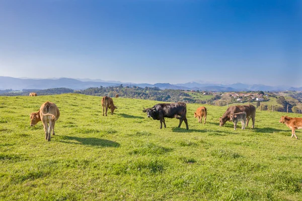 Vaca y rebaño pastando hierba en las montañas de Cantabria —  Fotos de Stock