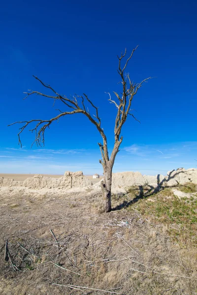 Dead tree in spanish country Stock Image