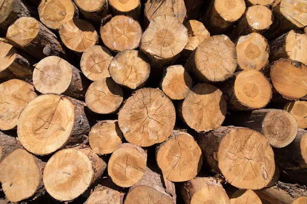 Impilati tronchi di legno sfondo — Foto Stock