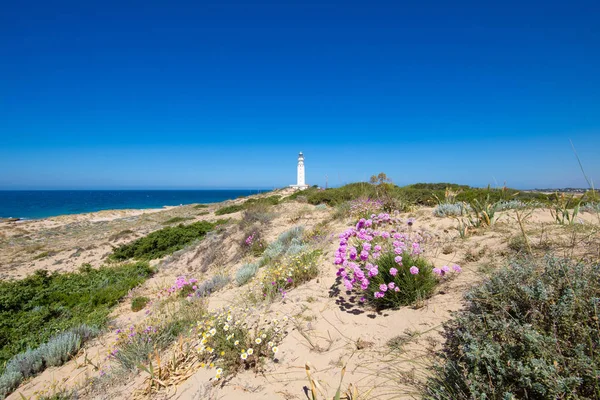 Bloemen planten en oceaan rond van vuurtoren in Trafalgar Cape — Stockfoto