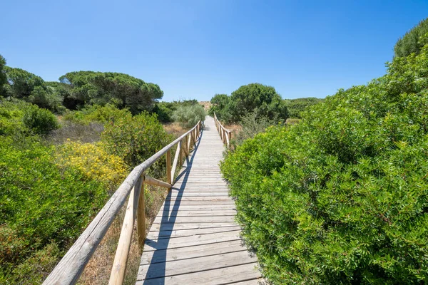 Steg mit Holzplanken zwischen Pflanzen in Trafalgar cape n — Stockfoto