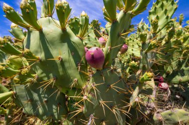 detail of purple fig fruit in cactus opuntia ficus-indica clipart