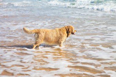 Islak Golden Retriever köpeği okyanus suyunda yürüyor.