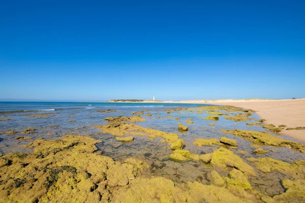Πράσινα βράχια στην παραλία Varadero και το ακρωτήριο Trafalgar στο Κάδιξ — Φωτογραφία Αρχείου