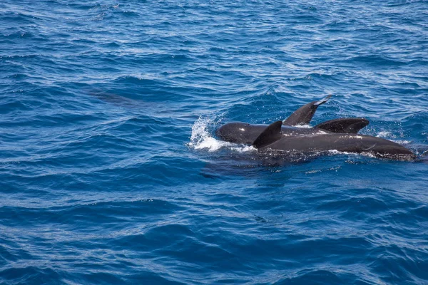 Group pf pilot whales in surface of blue water Atlantic Ocean — 스톡 사진