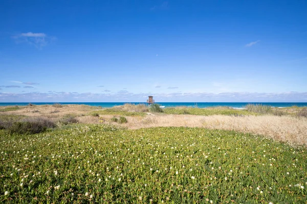 Lifeguard tower in beach behind lush plants — Stockfoto