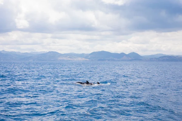 Pilot whales swimming in front of Morocco coastline — ストック写真