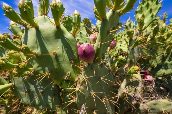 Detail der violetten Feigenfrucht in Kaktus opuntia ficus-indica Stockbild