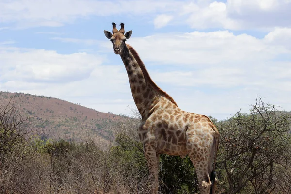 Giraffa (camelopardalis) in piedi sopra gli alberi — Foto Stock